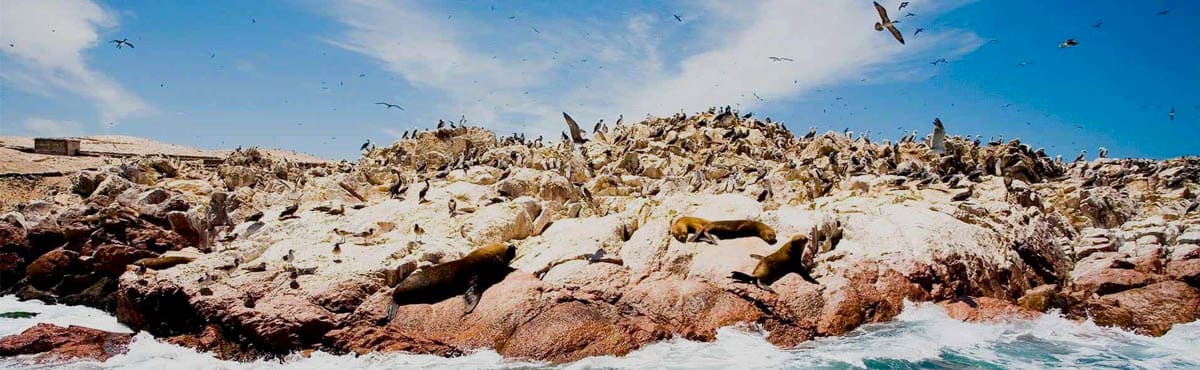 Islas Ballestas: Cómo visitar el Galápagos peruano