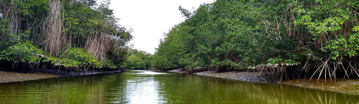 Santuario Nacional Los Manglares: Mágicos bosques acuáticos en Tumbes